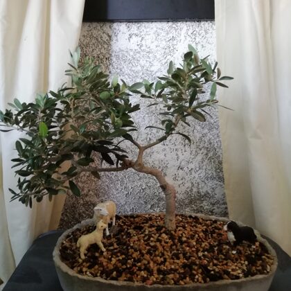 Bonsai de Oliveira