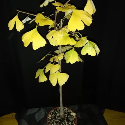 Pré-bonsai de Gingko Biloba