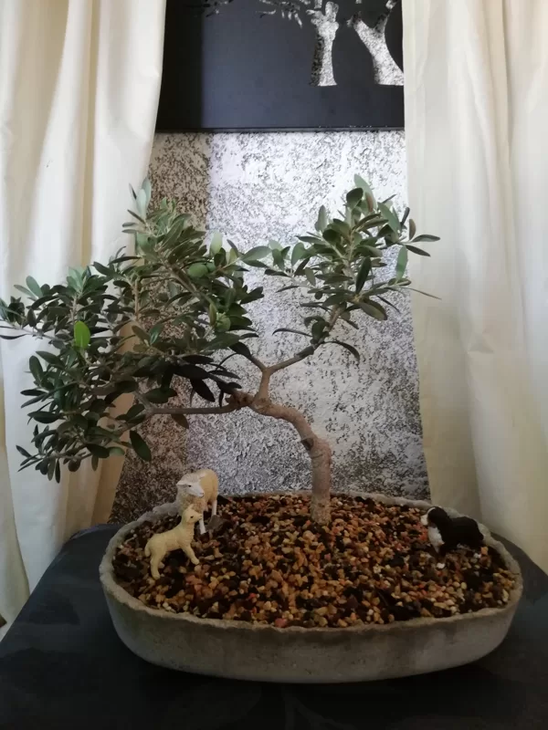 Bonsai de Oliveira