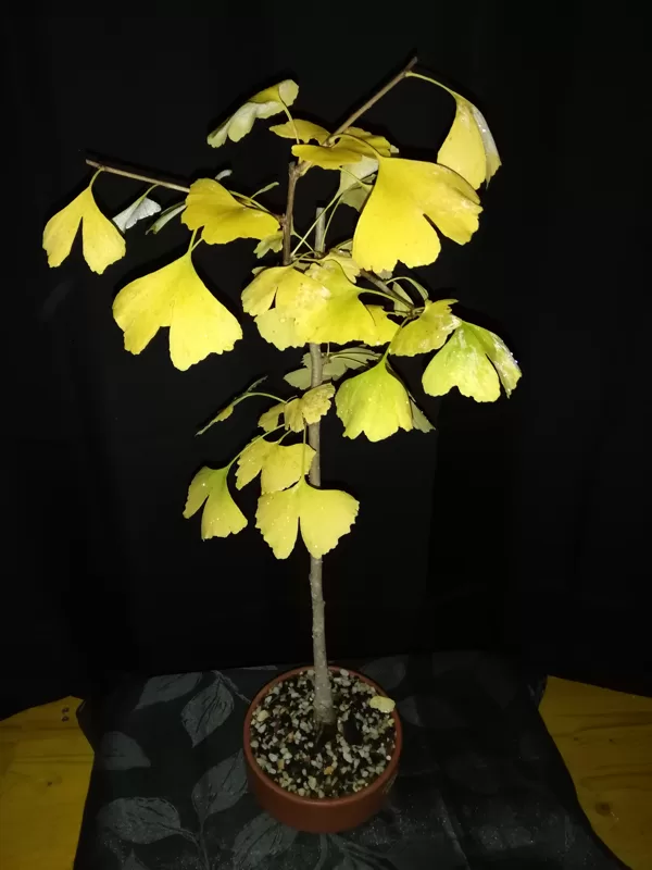 Pré-bonsai de Gingko Biloba